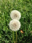 Dandelions